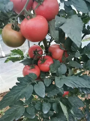 أكبر مركز لتوزيع الخضار في الصين